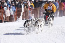 Lenk 2013